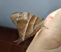 Corades enyo