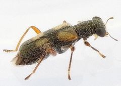 Phyllobaenus arizonicus