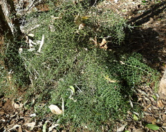 Everistia vacciniifolia vacciniifolia