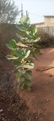 Calotropis procera image