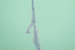 Hippocampus zosterae