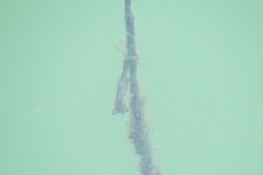 Hippocampus zosterae