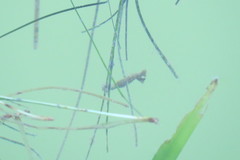 Hippocampus zosterae