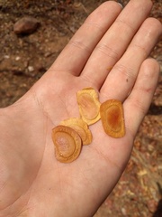 Diptychandra aurantiaca epunctata