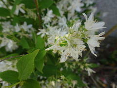 Deutzia gracilis