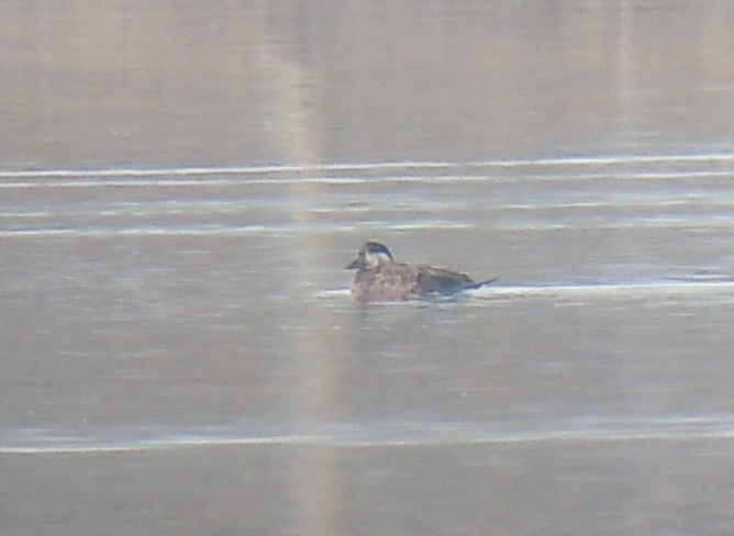 Common Scoter