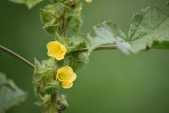 Abutilon hypoleucum
