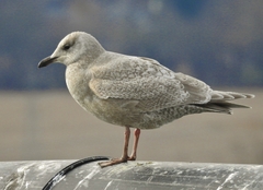 Larus glaucoides kumlieni