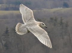 Larus glaucoides kumlieni