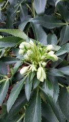 Helleborus lividus
