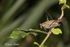 Enthephippion olivaceum