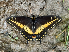 Papilio polyxenes americus