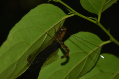 Cordulecerus elegans