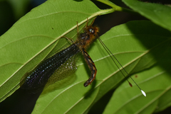 Cordulecerus elegans