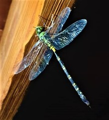 Anax tristis