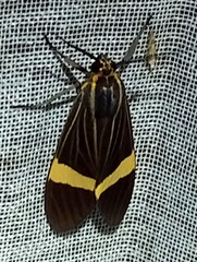Aclytia gynamorpha