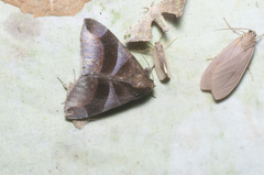 Dysgonia purpurata