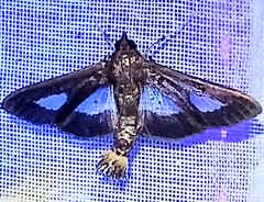 Diaphania praxialis