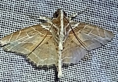 Dolichosomastis leucogrammica