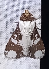 Condica mimica