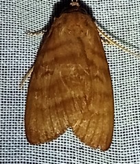 Pachydota