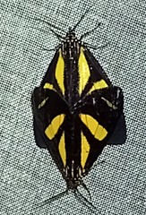 Pseudophaloe cerealia