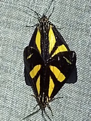 Pseudophaloe cerealia