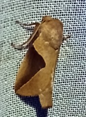 Prolimacodes triangulifera