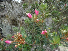 Bejaria