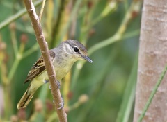 White-Winged Becard photo 3