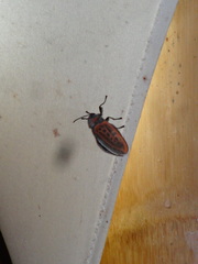 Edebessa nigropuncta