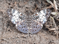 Hamadryas fornax