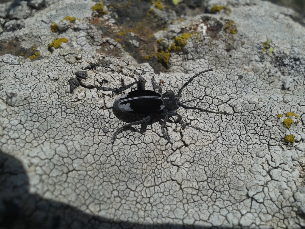 Dorcadion dimidiatum