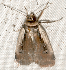 Ochropleura implecta