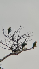 Amazona rhodocorytha