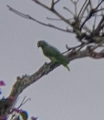 Amazona rhodocorytha