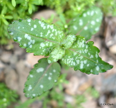 Collinsia tinctoria