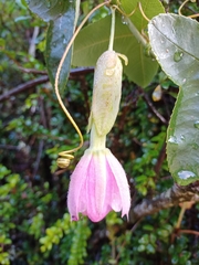 Passiflora glaberrima