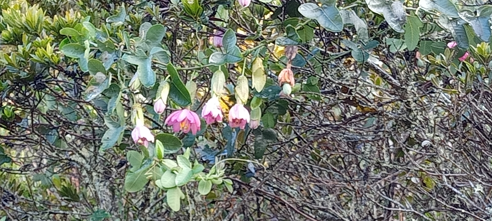 Passiflora glaberrima image