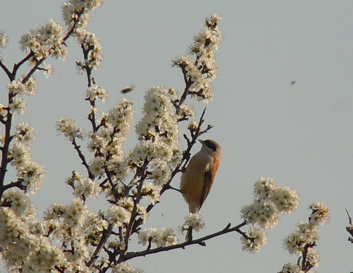 Eurasian Penduline Tit