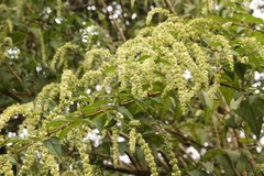 Asterohyptis stellulata