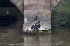 Phalacrocorax carbo