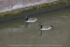 Branta canadensis