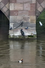 Phalacrocorax carbo