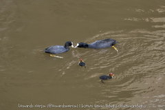 Fulica atra
