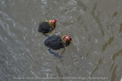 Fulica atra