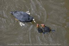 Fulica atra