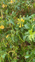 Tecoma stans