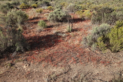Oxalis massoniana