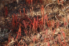 Oxalis massoniana